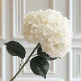 Cream Giant Pom Pom Hydrangea Single Stem Flower