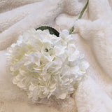 Cream Giant Pom Pom Hydrangea Single Stem Flower